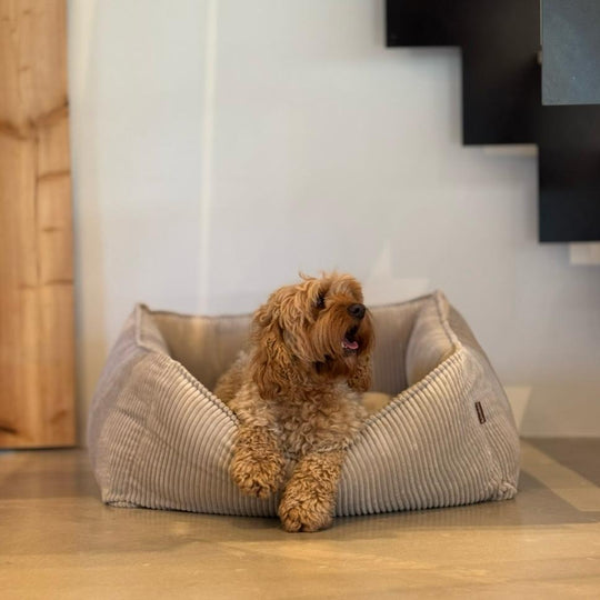 Carl hundekurv - Beige i bred fløjl