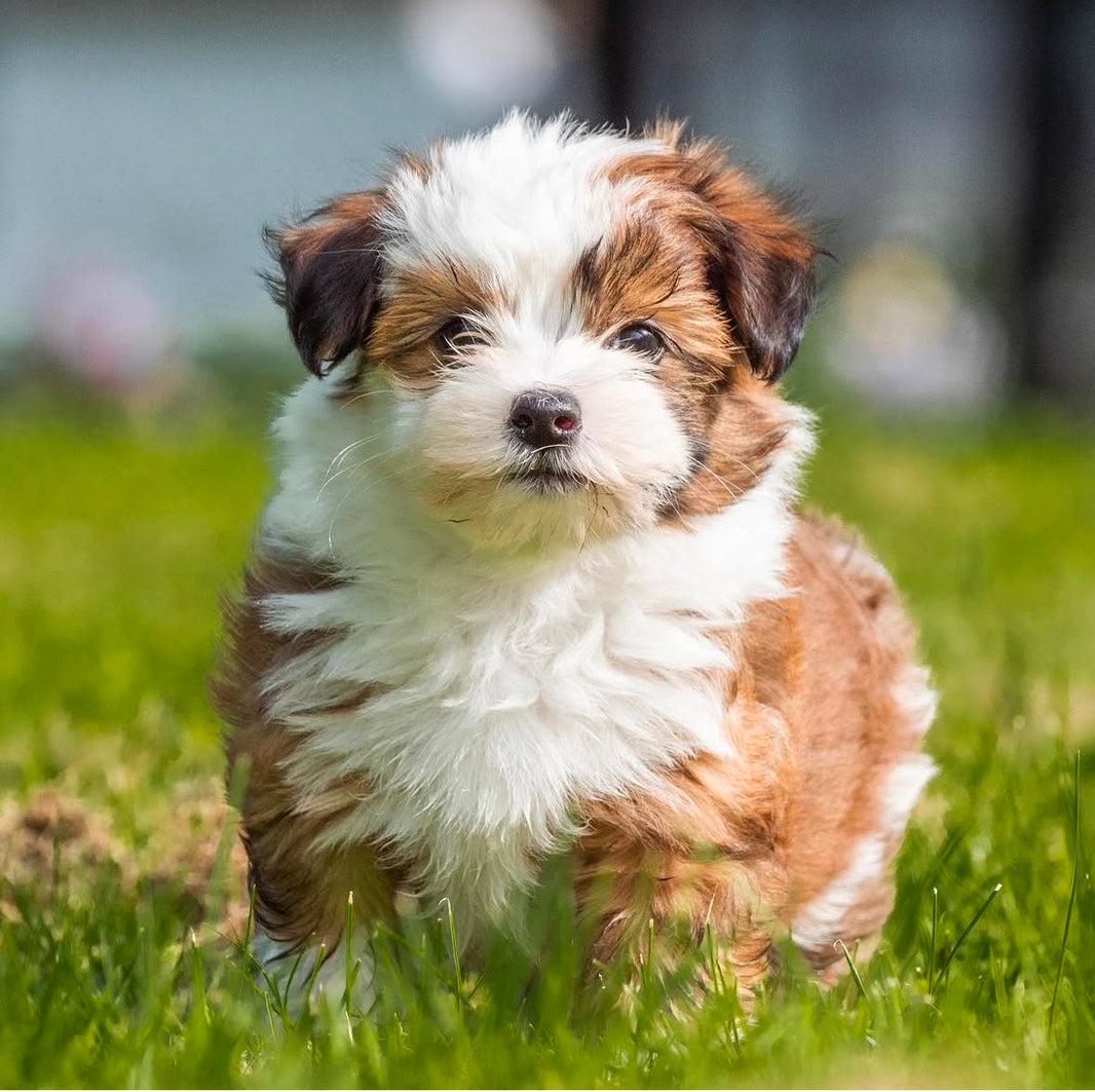 Populære hundenavne til hanhunde
