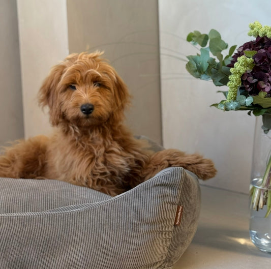 Bjørk hundekurv / smal fløjl - grå