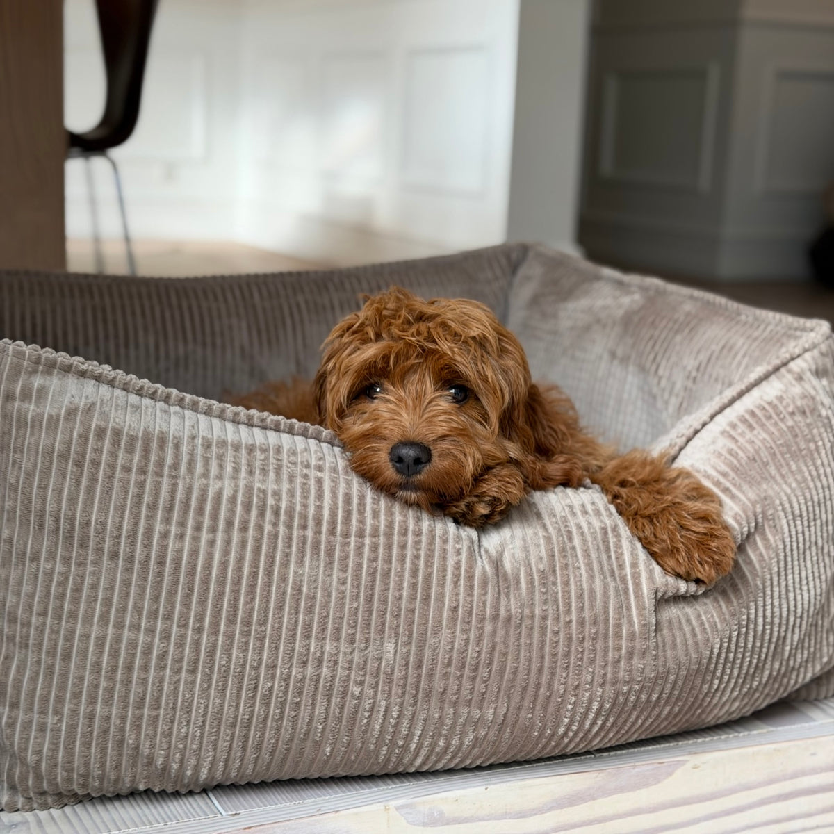 Carl hundekurven / lys brun bred fløjl