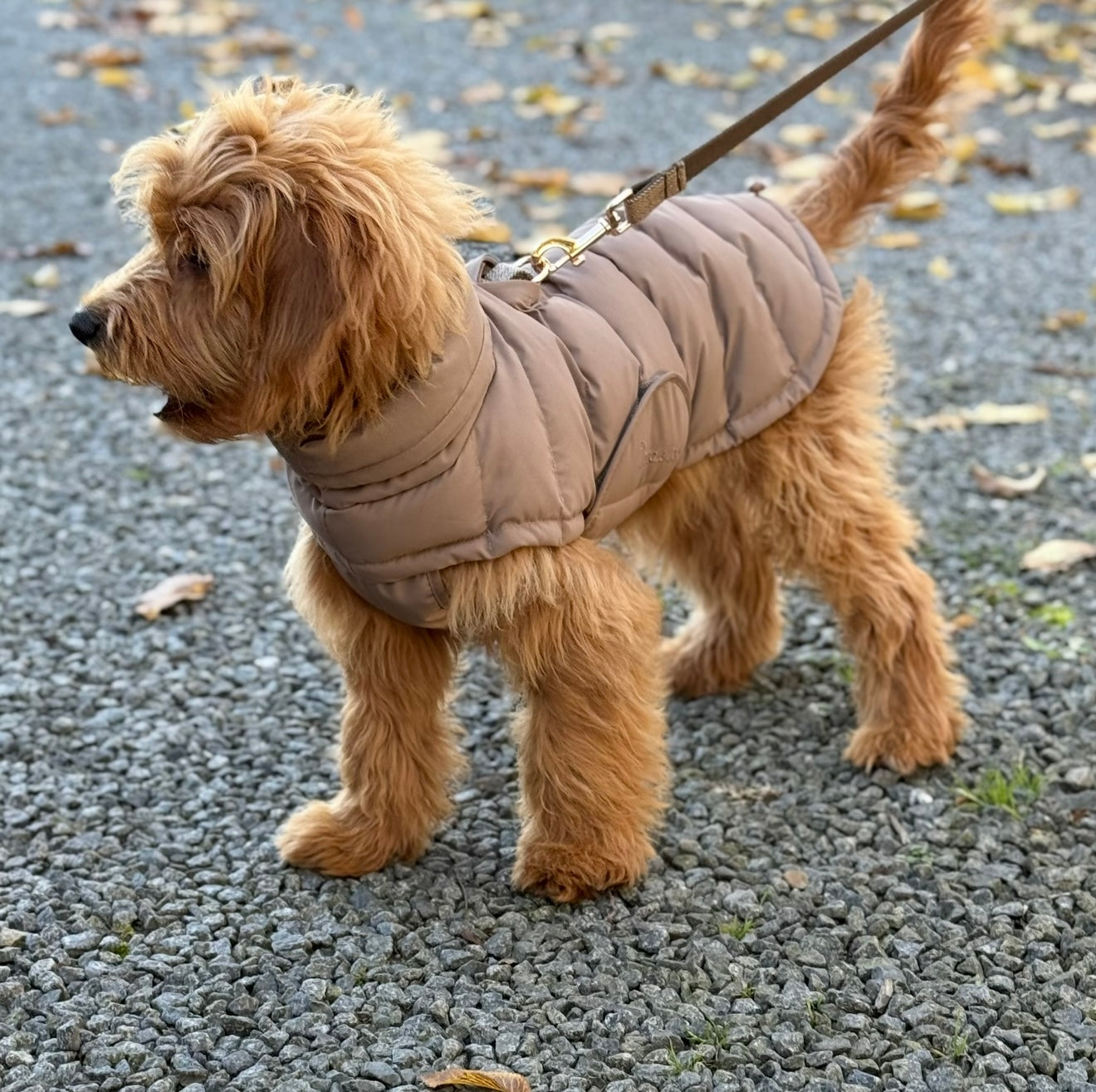 BY DOODLE DOGS EVA HUNDEJAKKE VINTER / Brun