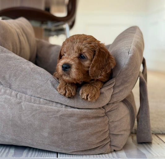 Hjalmar hunde taske/bilsæde - Lys brun
