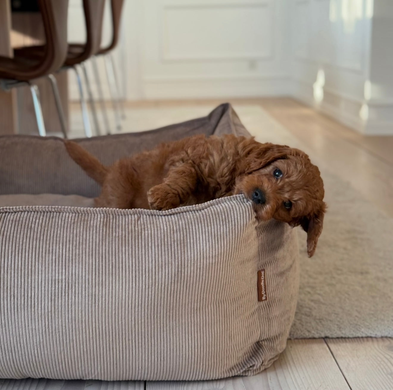 Carl hundekurven lys brun smal fløjl