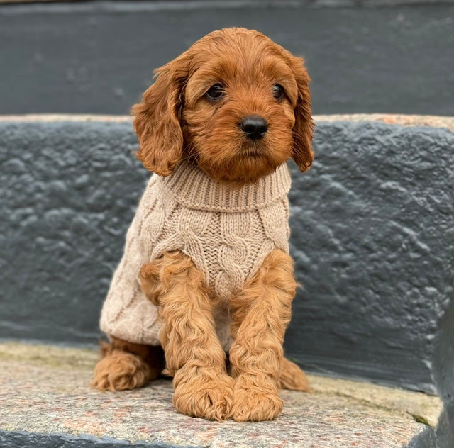 Hunde striktrøje - Beige