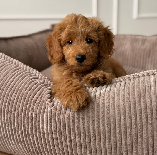 Carl hundekurven / lyd brun bred fløjl