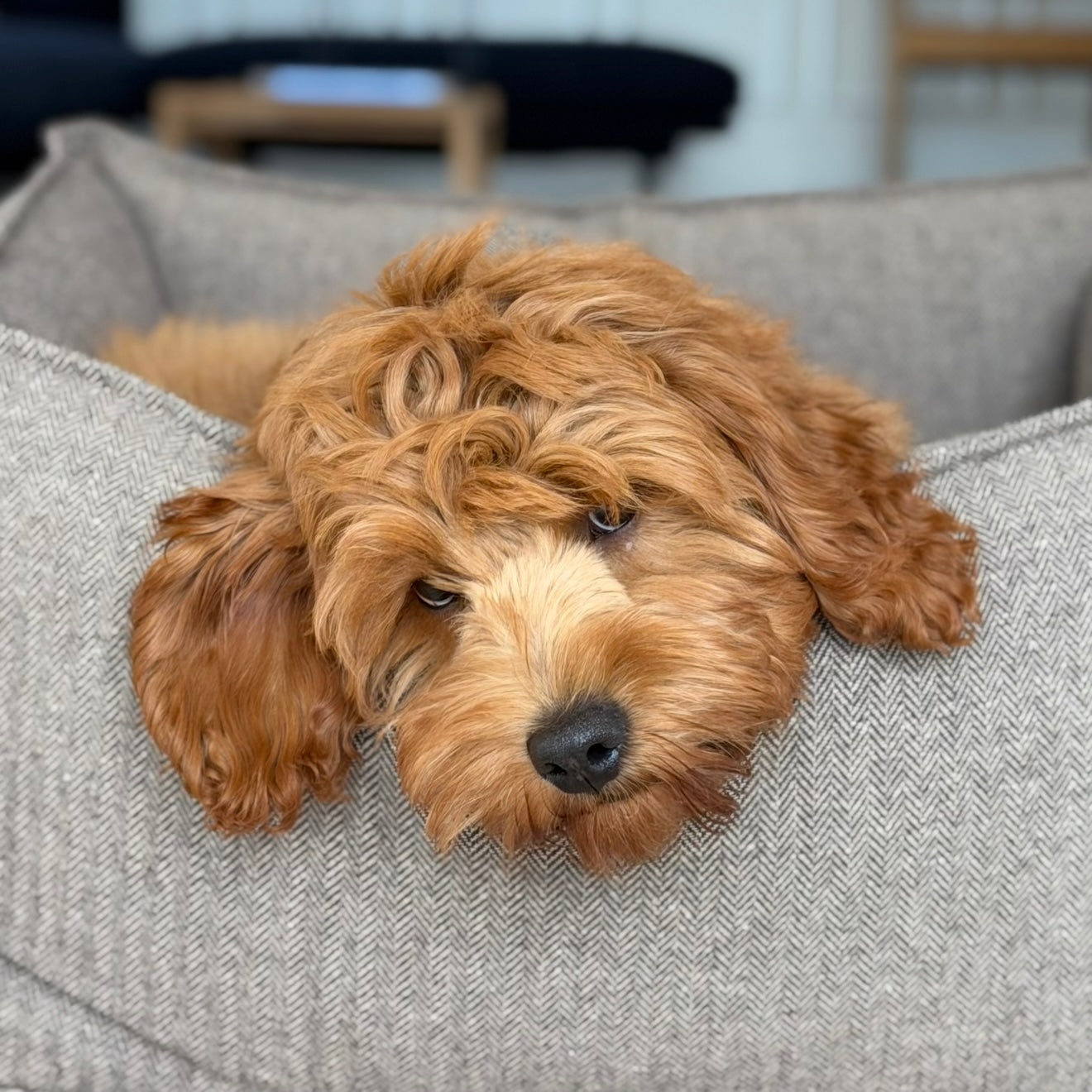 Carl hundekurven i brun - tweed