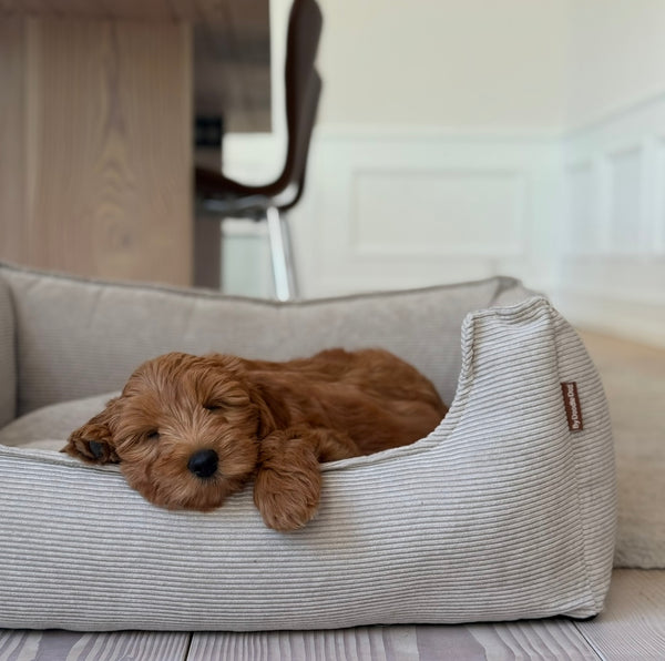 Elmer hundekurven i beige, smal fløjl