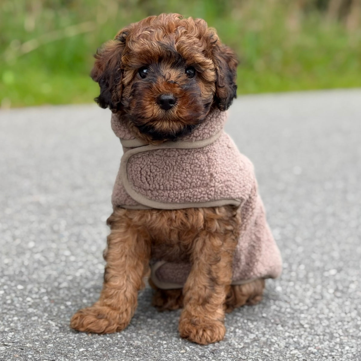 By Doodle Dogs Sherpa fleece trøje