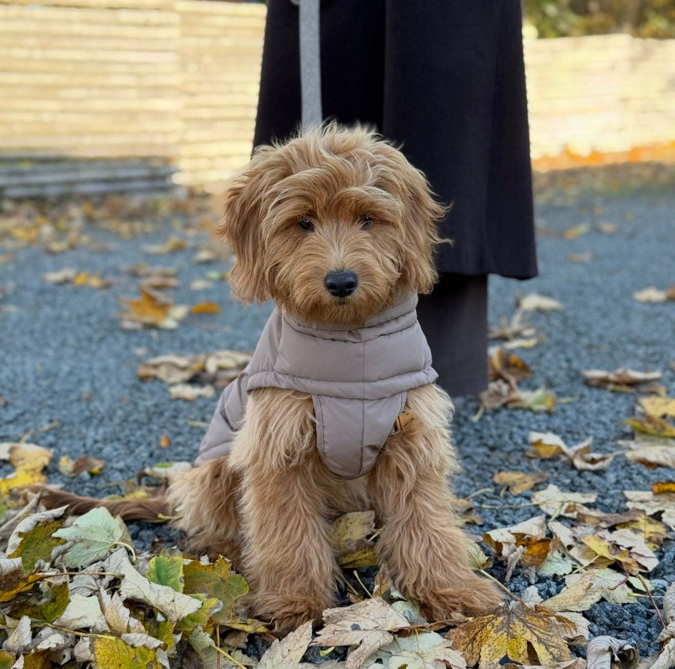 BY DOODLE DOGS EVA HUNDEJAKKE VINTER / Brun