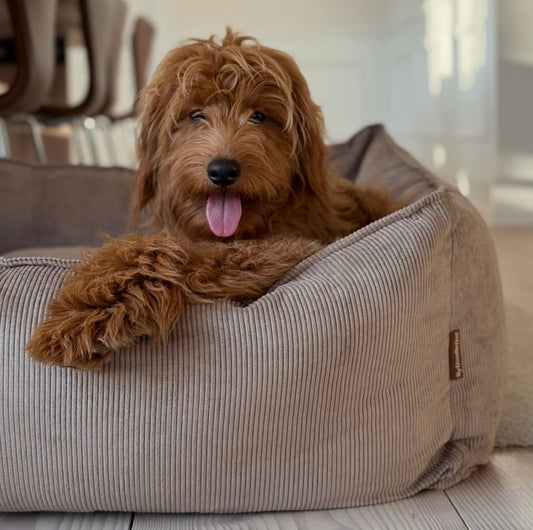 Carl hundekurven lys brun smal fløjl