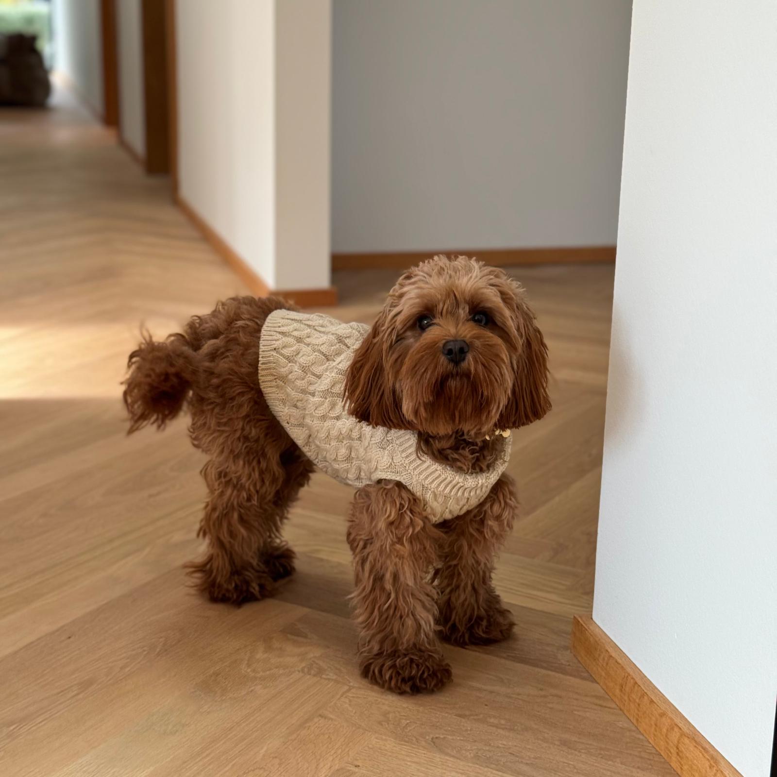 Hunde striktrøje - Beige