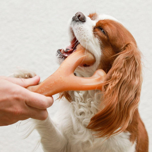 Benebone Wishbone Kylling S