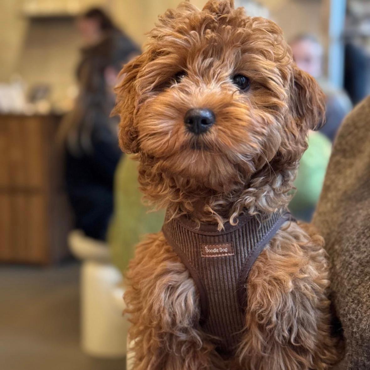 By Doodle Dogs Nora kropssele i fløjl brun