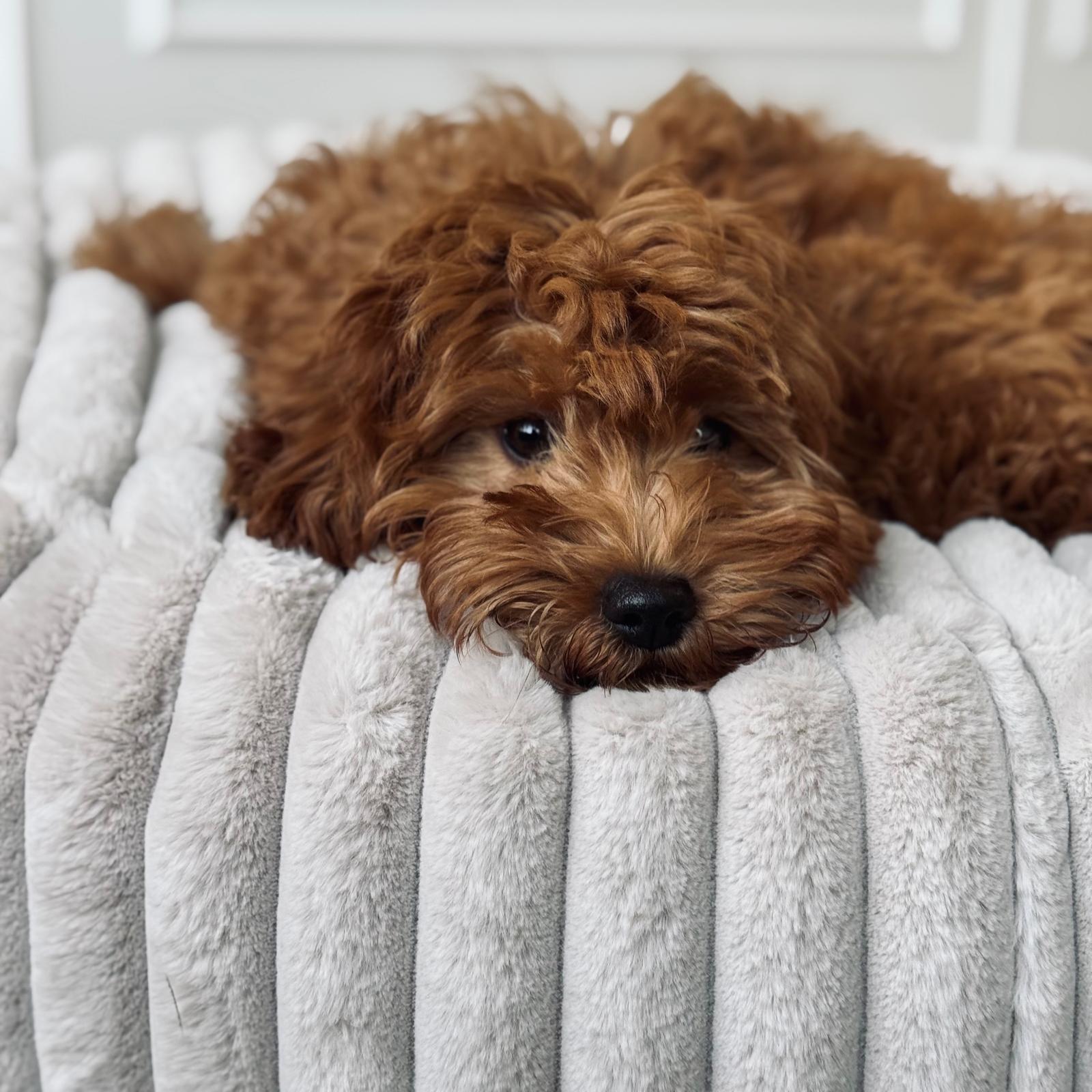 Maude hundekurven / beige