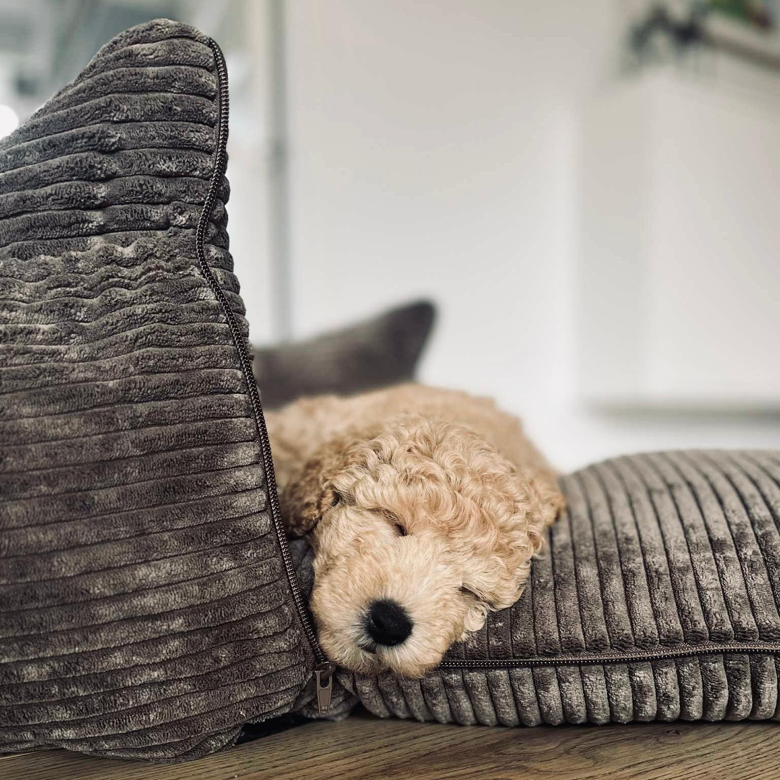 Bjørk bilsæde til hunde - mørk brun