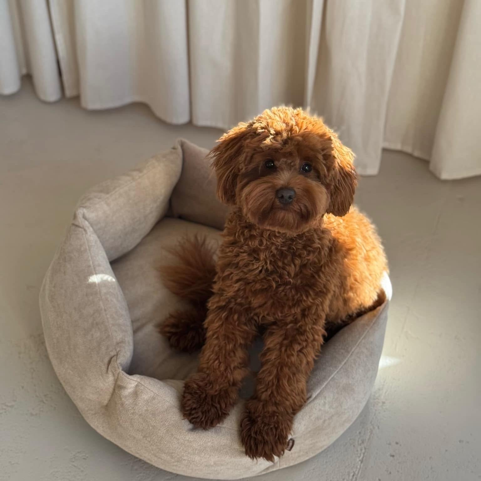 Pelle hundekurven - Beige