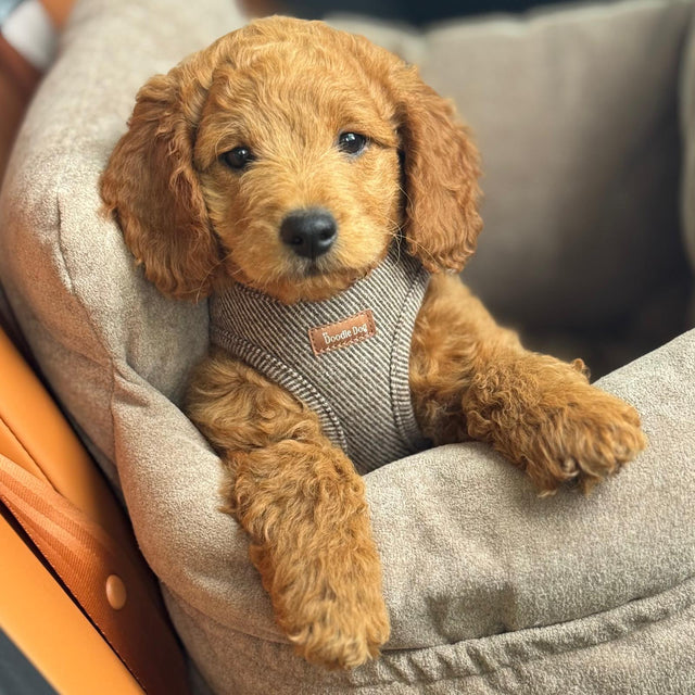 Nora kropssele i tweed