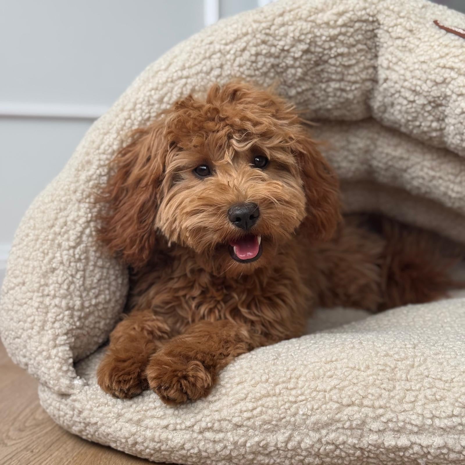 Elfe hule hundekurven